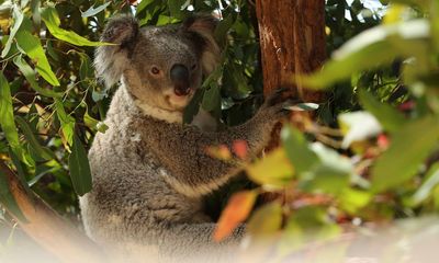 Australian Ethical offloads Lendlease shares over development threat to koala population