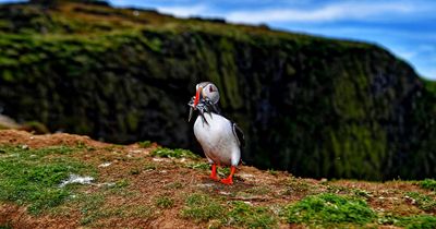 BBC Wild Isles: How to visit the Puffin-filled island that's been made famous by David Attenborough