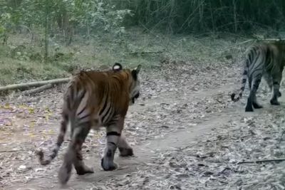 Tiger numbers increase after bantengs released