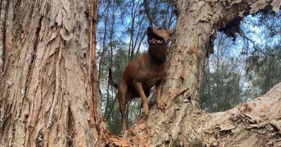 Dog named after Genghis Khan climbs trees