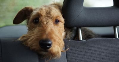 Motorists warned driving with their dog could get £5,000 fine due to little-known rule