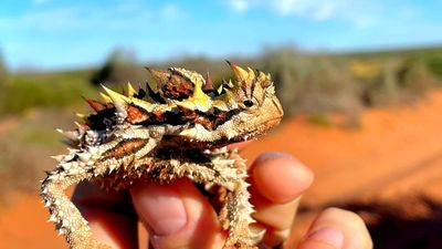 Thorny devils are older than Australia's deserts, scientists hope the lizard's genetics can tell us why