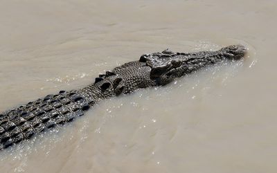 Crocodile warning as record-breaking floods continue