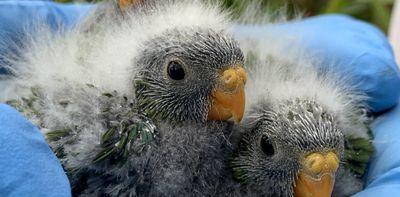 Orange-bellied parrot shows there's more to saving endangered species than captive breeding