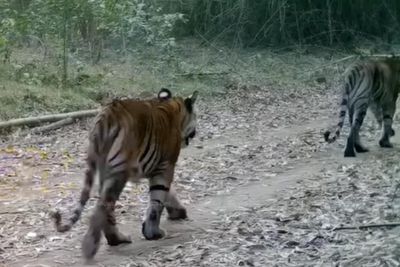 Tiger numbers increase in Kanchanaburi