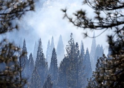 Climate is changing too quickly for the Sierra Nevada's 'zombie forests'