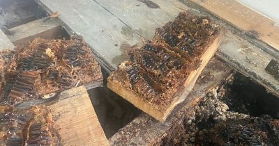 Couple discover home is site of giant beehive after HONEY starts dripping down walls