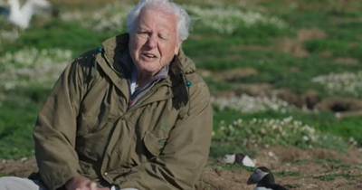 Save Our Wild Isles: NI charities rally behind David Attenborough's call to "invest in our wildlife"