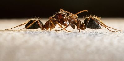 Smell is the crucial sense that holds ant society together, helping the insects recognize, communicate and cooperate with one another