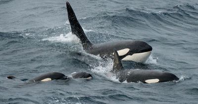 Scottish orca scene in new BBC David Attenborough series gives viewers 'goosebumps'