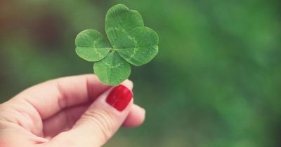 Seven St Patrick's Day tips for finding a lucky four-leaf clover