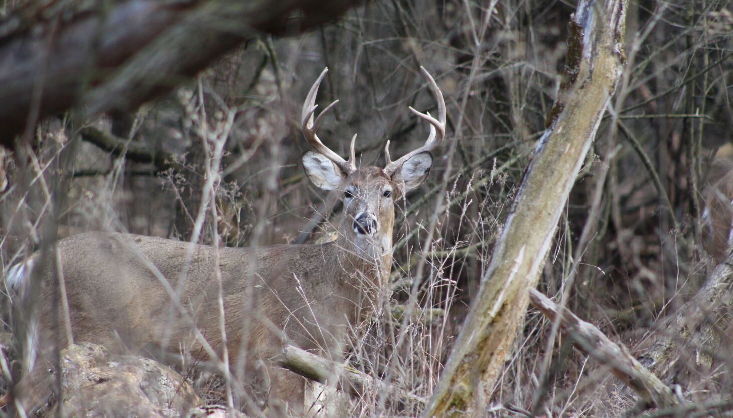 Shed and unshed antlers, the mystery of the calendar