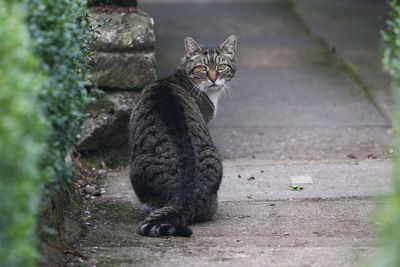 New rules makes microchipping for cats in England compulsory