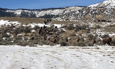 Yellowstone bison, spooked by hunters, stampede toward park