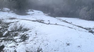 In the northern California snow, stranded cows are getting emergency hay drops