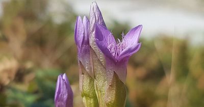 Irish native plants decline branded a 'wake up call' by experts