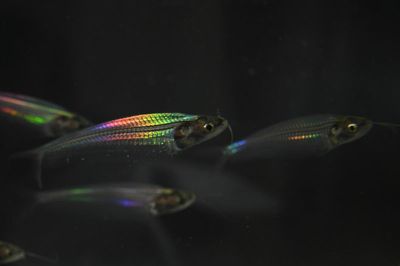 How this little see-through fish gets its rainbow shimmer