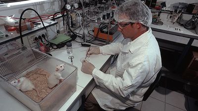 Like The Black Death, Rats Can Carry COVID-19, Study Says