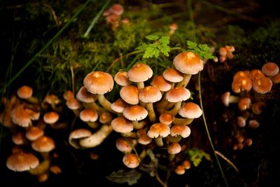 Fungi-tree planting could feed millions while capturing tonnes of carbon – study