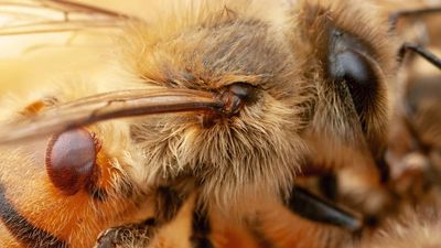 Major blow for beekeepers as new varroa mite cases detected in Hunter, Central Coast