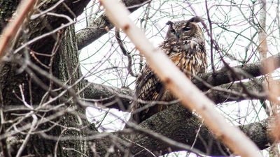 Flaco, New York City's Escaped Owl, Is a Flying Free-Range Metaphor