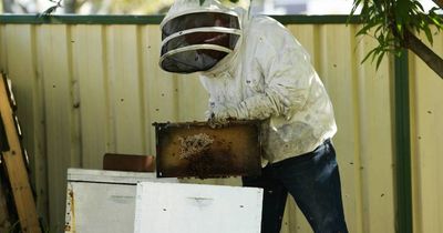 Nine new varroa mite detections across Hunter, Central Coast