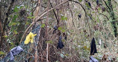 Locals slam 'lazy' pet owners for creating a 'poo tree' from discarded dog mess bags