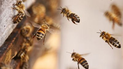 UC San Diego Study: Honeybees Dance To Pass Along Vital Information, Like Humans Do