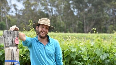 Research into moth-eating bats could drive natural pest control on Australian vineyards