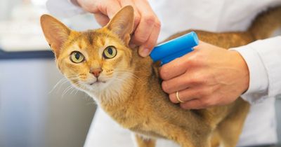 Cat owners face £500 fine if they don't microchip their pet by deadline as new law comes into force