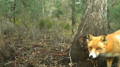 With Rambo the fox believed dead, major Pilliga forest conservation effort can begin
