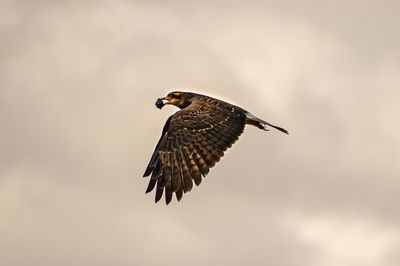 In Florida, an invasive snail is helping save an endangered bird