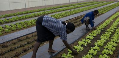 Farms in cities: new study offers planners and growers food for thought