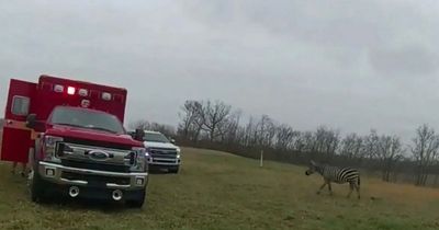 Zebra rips pet owner's arm off as he screams before being shot dead by police