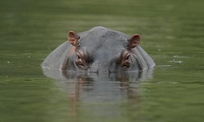 Colombia floats new strategy for Escobar’s hippos: ship them abroad