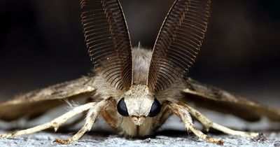 Warning as moths invading Dublin homes causing significant damage