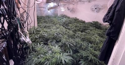 Two arrested after cannabis farm found during house raid
