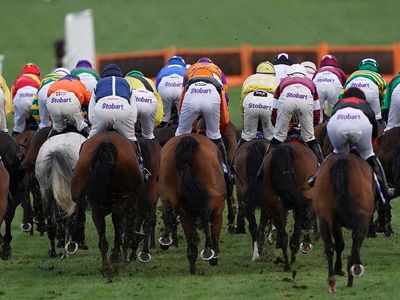 How many horses have died at the Cheltenham Festival this century?