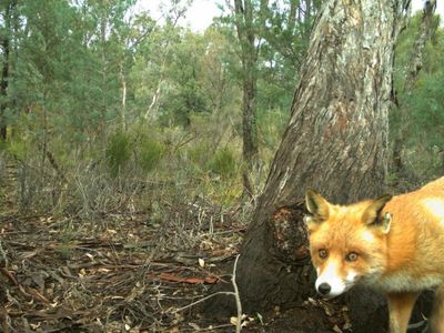 Rambo, the fox who outfoxed the hunters, bites the dust