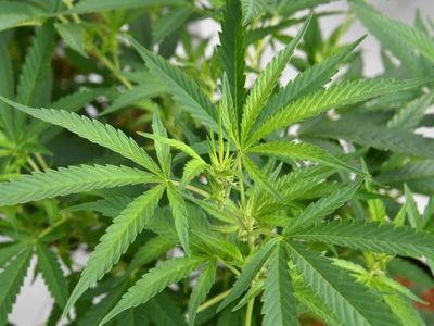 Chemist Warehouse backs medicinal cannabis venture