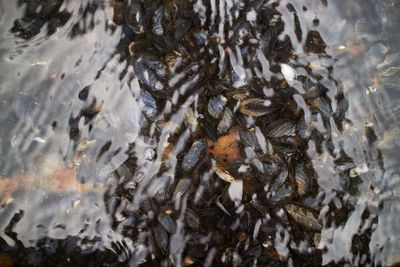Endangered freshwater mussels squirt water to help larvae survive – research