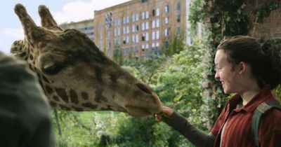 The Last of Us fans gobsmacked to discover real giraffes were used in season finale