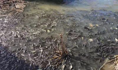 I’ve watched the Murray-Darling for 30 years and I’ve never seen carp numbers like this