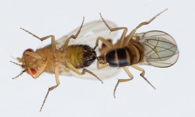 Air pollution hindering mating of fruit flies by reducing output of male scent