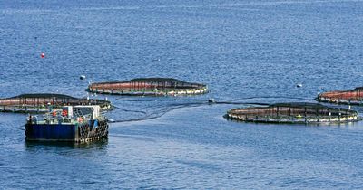 Charity demands urgent salmon farming 'summit' with Scottish ministers after 16.5m deaths