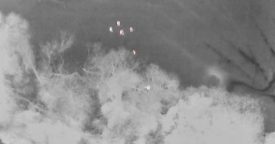 Dog owner bitten by own XL Bully forced to hide up TREE to escape pet