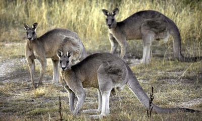 Animal activists and commercial industry at odds after Nike halts use of kangaroo leather