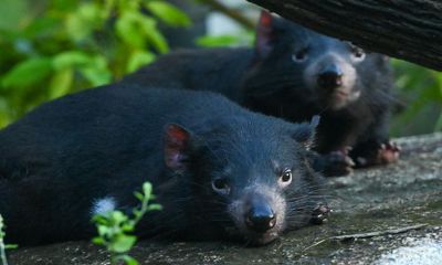 Tasmanian devils slash population of brushtail possums that ‘overwhelmed’ tiny island