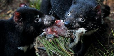 Tasmanian devil whiskers hold the key to protecting these super-scavengers