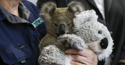 Pollies roll out cash for koalas, cycle path, pipeline